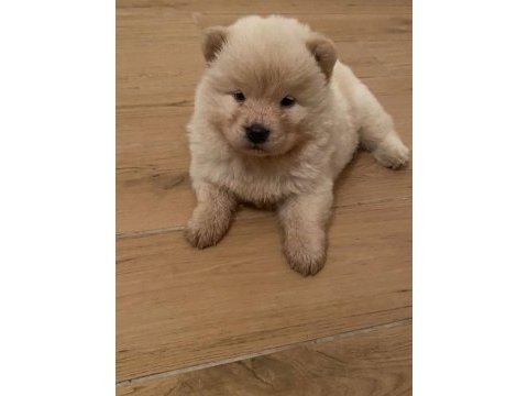Çin aslanı chow chow