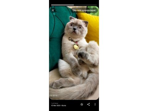 Pamuk prenses scottish fold 2 yaşında
