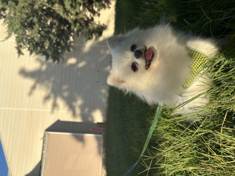 Kusursuz güzellikte yetişkin dişi pomeranian boo