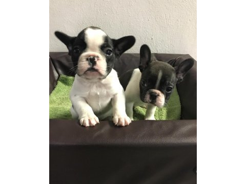 French bulldog yavruları