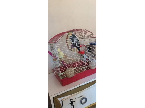 Çift sultan papağanı yumurtalı