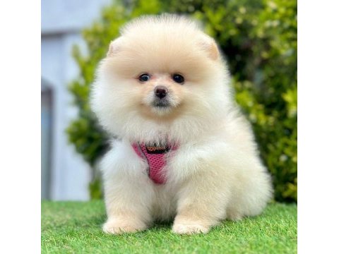 Sevimli pomeranian boo yavrularımız