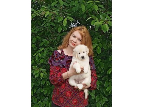 Golden retriever gelip görerek alabilirsiniz