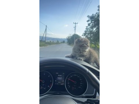 Minik yavru kediler