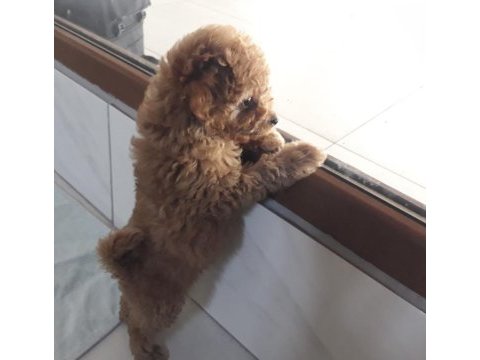 Yeni açılan toy poodle çiftliğimizden garantili yavrular