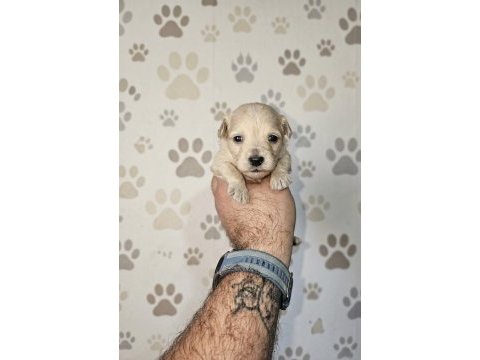 Teacup üst kalite maltipoo bebeler