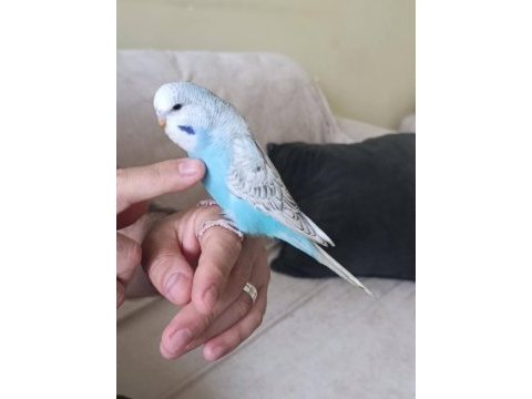 Jumbo dişi muhabbet kuşu
