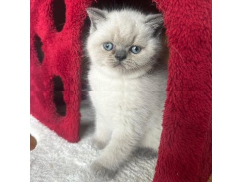 British scottish blue point erkek 45 günlük