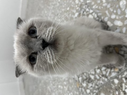 Kedimiz scottish fold