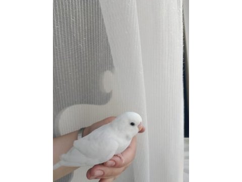 Cins yavru muhabbet kuşu çift veya yavru