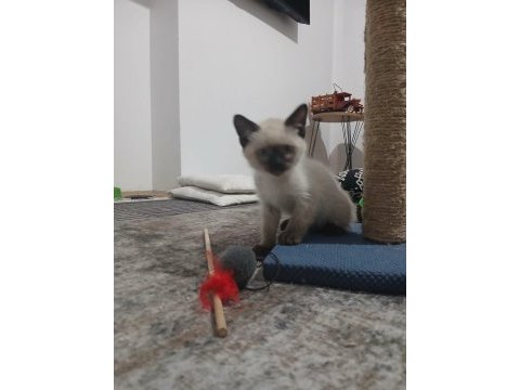 Safkan 3.5 aylık erkek siyam tüm eşyaları ile birlikte
