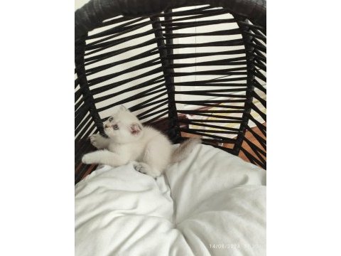 Evimizin minik scottish fold bebekleri