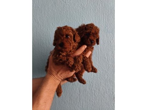 Erkek toy poodle 55 günlük