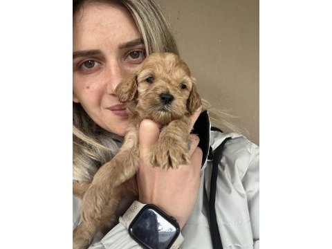 12 yıllık üreticiden maltipoo yavruları