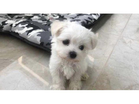 Çok özel bembeyaz maltese terrier yavrularımız