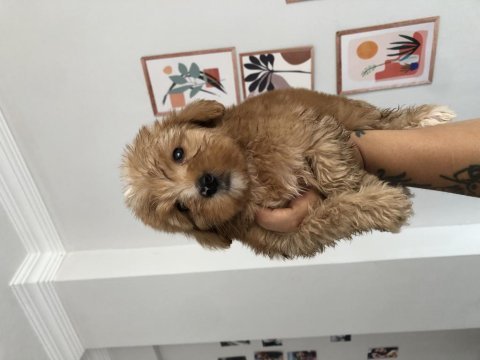 Çok uygun safkan maltipoo