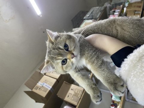 Golden british shorthair