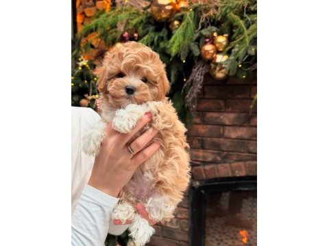 Üst kalite sağlıklı maltipoo yavrularım