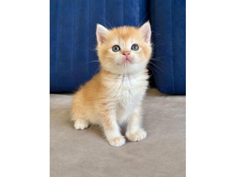 British shorthair erkek golden bebekler