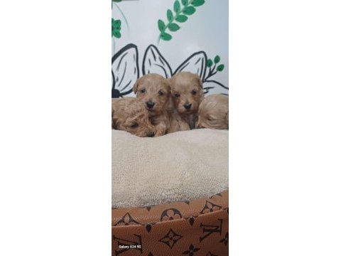 Maltipoo terrier köpeği