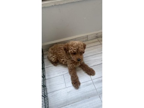Safkan toy poodle yavrusu