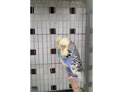 Kaliteli renk muhabbet kuşları