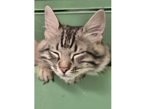 Baba british anne maine coon 5 aylık erkek magnus