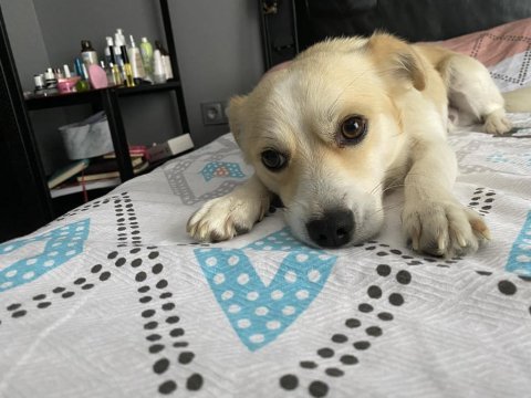 Küçük ırk köpek papillon kırması