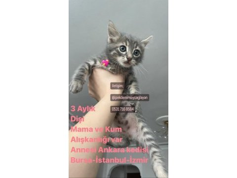 Anneleri ankara kedisi yavrular