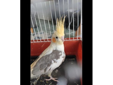 5 aylık sultan papağanı