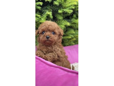 Toy poodle sağlıklı