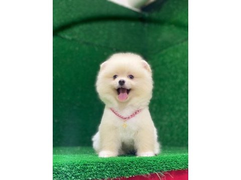 Pomeranian boo yavrumuz çok tatlı