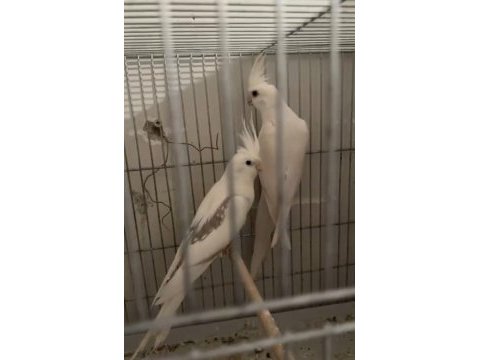 Erkek albino dişi heavy