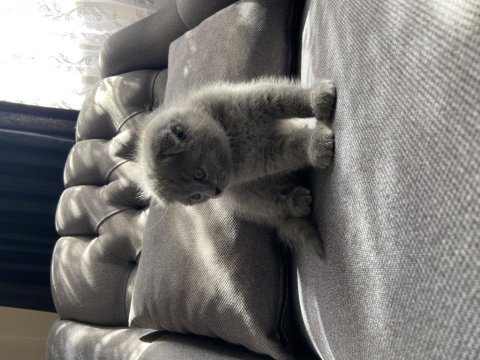 2 aylık yavru scottish fold sahiplendirme
