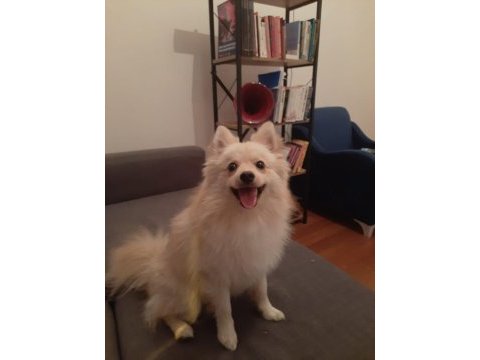 Özenle bakabilecek yeni bir aile arıyoruz ücretsiz köpeğim