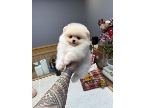 Minik pomeranian bebeklerimiz yeni yuvalarına gitmeye hazır