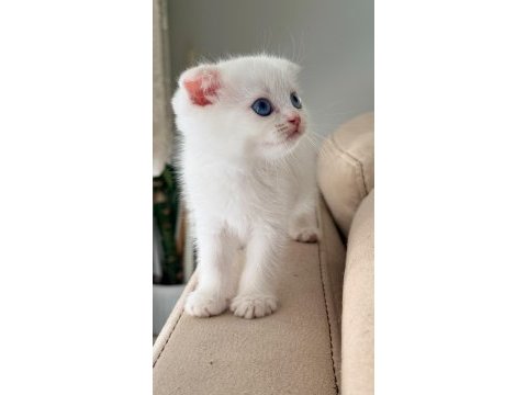 British shorthair ırk garantili