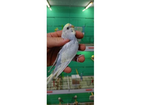 Rainbow muhabbet kuşu yavrular