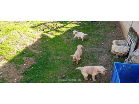 35 günlük macar golden retriever bebekler