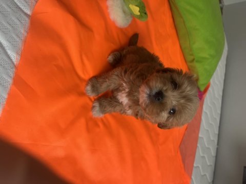 Poodle ayarında maltipoo yavrularımız