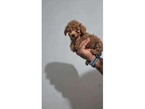 Poodle bebekleri