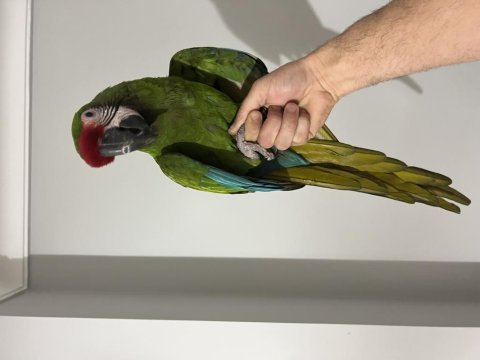 Military macaw papağanı