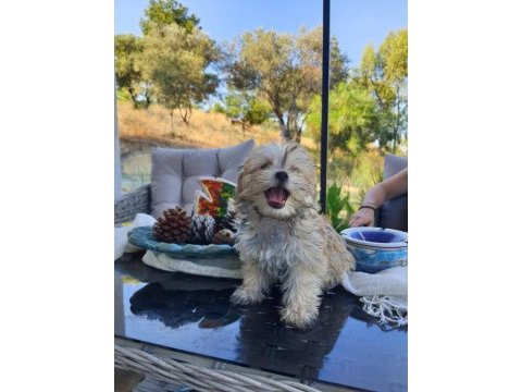 Sevimli morkie yavrular 