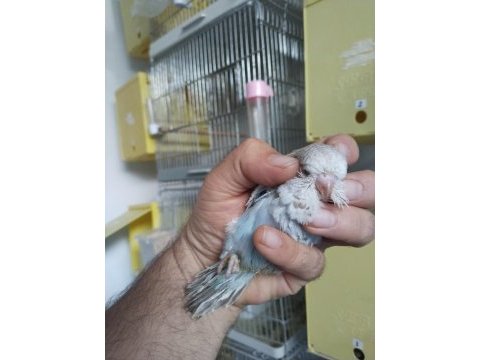 Çek ve jumbo muhabbet kuşları