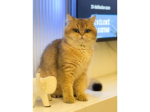 Golden british shorthair yavrular