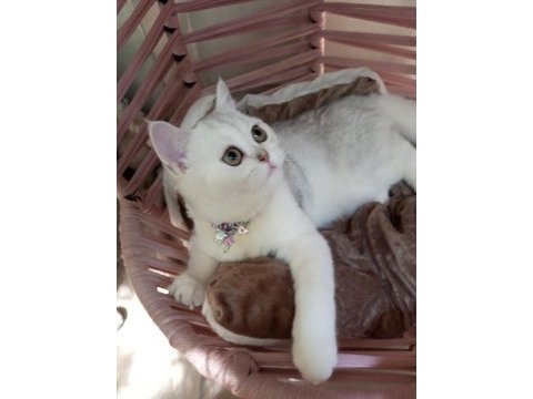 Safkan şecereli anne babadan silver shaded kedimiz