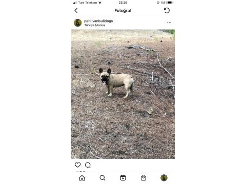 Micro 2 yaşında french bulldog kızımız