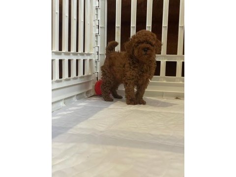 Irk garantili toy poodle yavruları