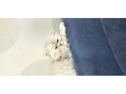 British longhair ns 11 silver