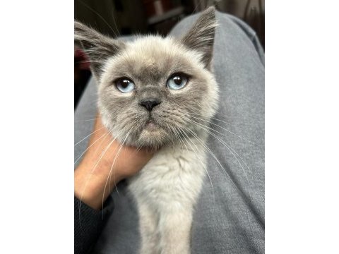 British shorthair kedime eş arıyorum